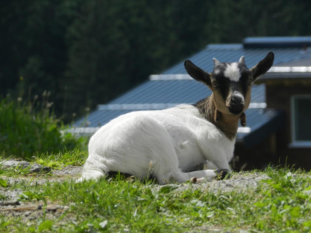 Blasbichlerhof Ramsau am Dachstein Exterior foto